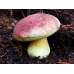 Мицелий Боровика королевского / Болет королевский (Boletus regius)